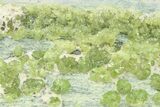 Demantoid Garnets In Serpentine Matrix - Italy #280744-1